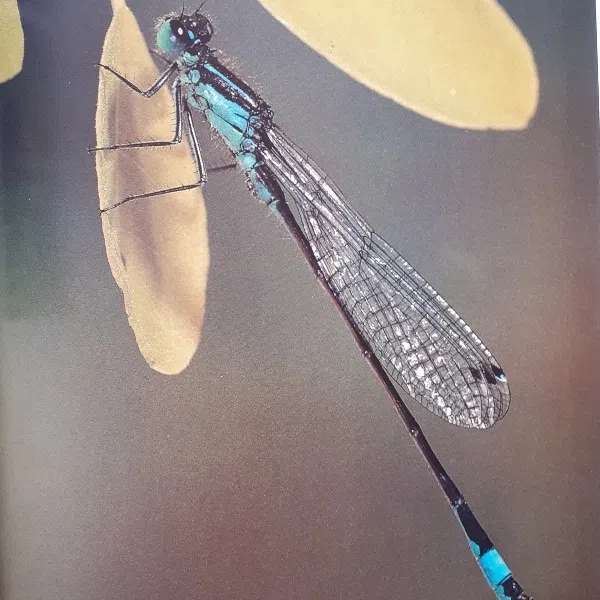 كتاب The World of Still Water اثر جمعي از نويسندگان انتشارات The Living Countryside — تصویر 2