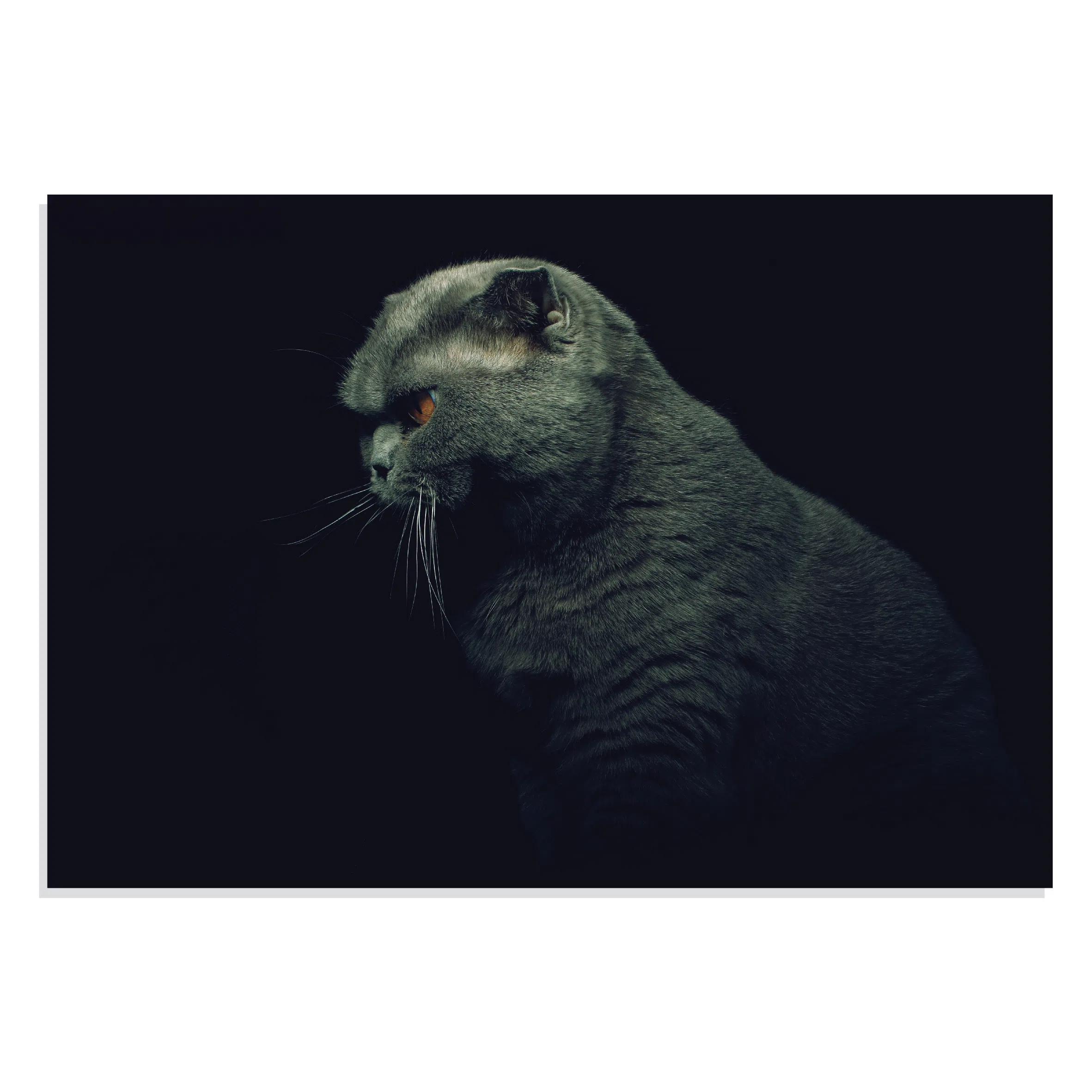 پوسترطرح حیوانات گربه British Shorthair Cat مدل NV0919