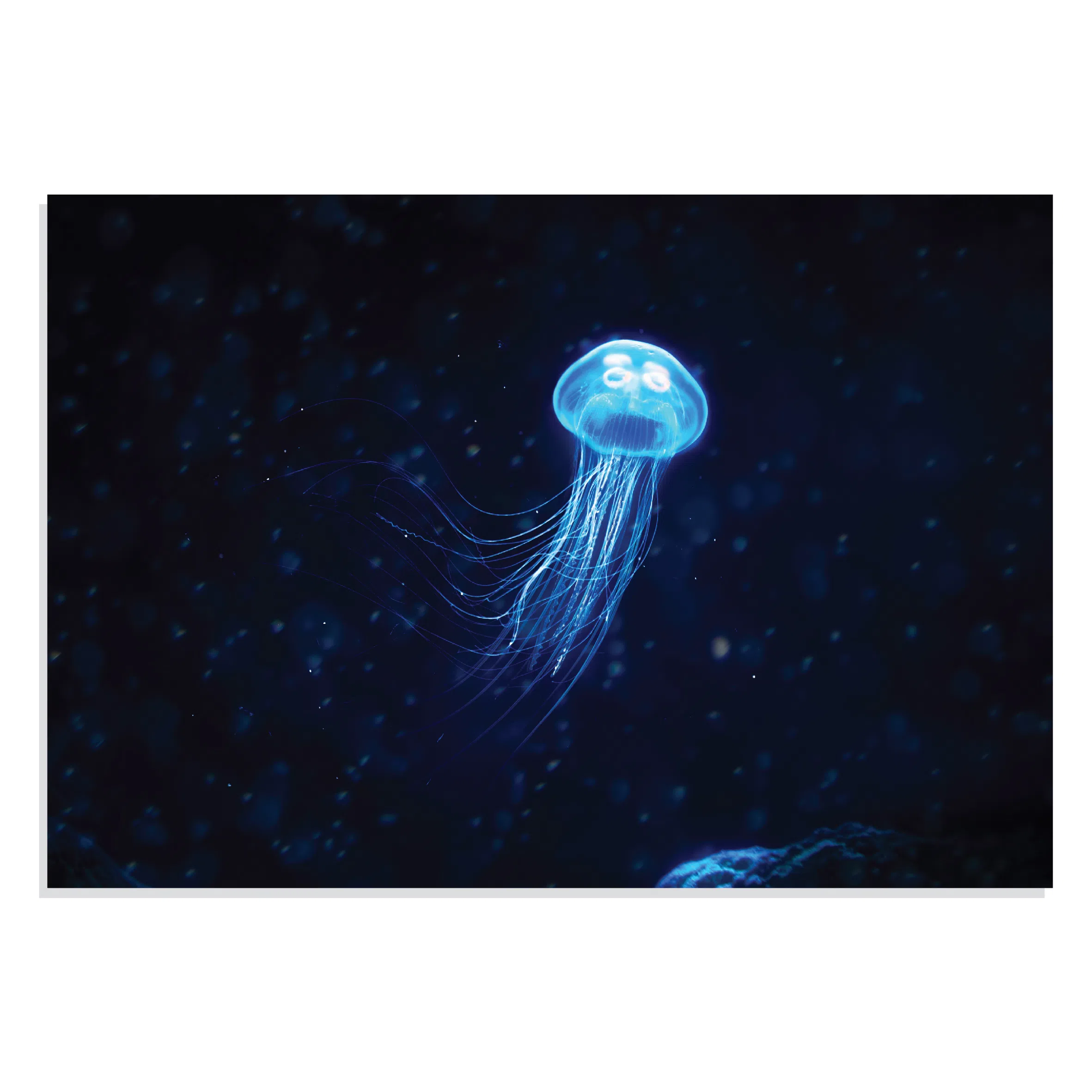 پوستر طرح حیوانات عروس دریایی Jellyfish مدل NV0927