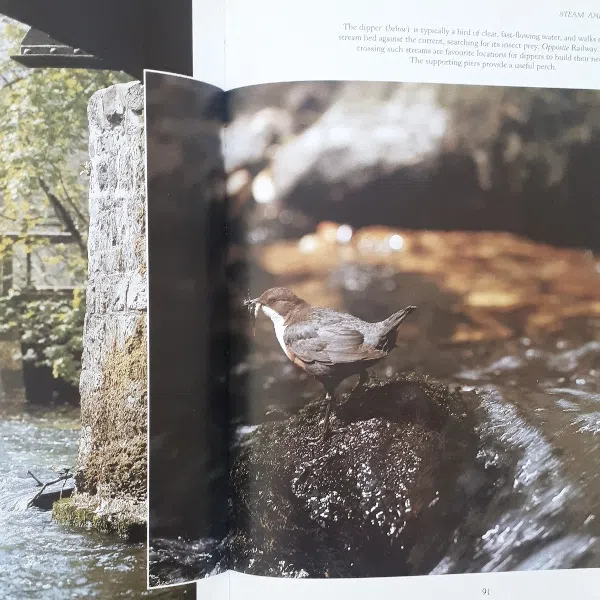 كتاب Secret Nature of Britain اثر Andrew Cooper انتشارات BBC — تصویر 2