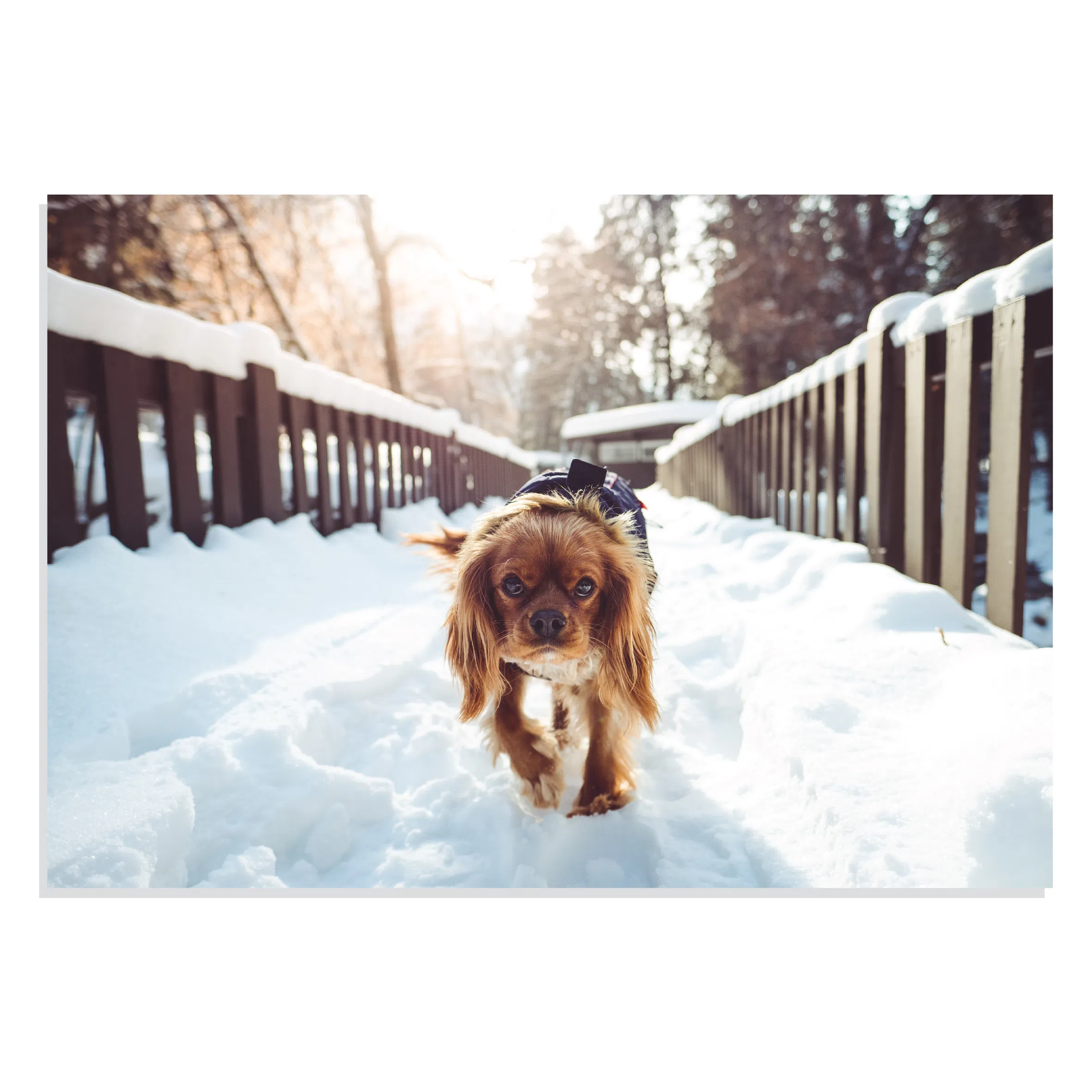 پوستر طرح حیوانات سگ در خیابان برفی Dog Walking Winter مدل NV0926