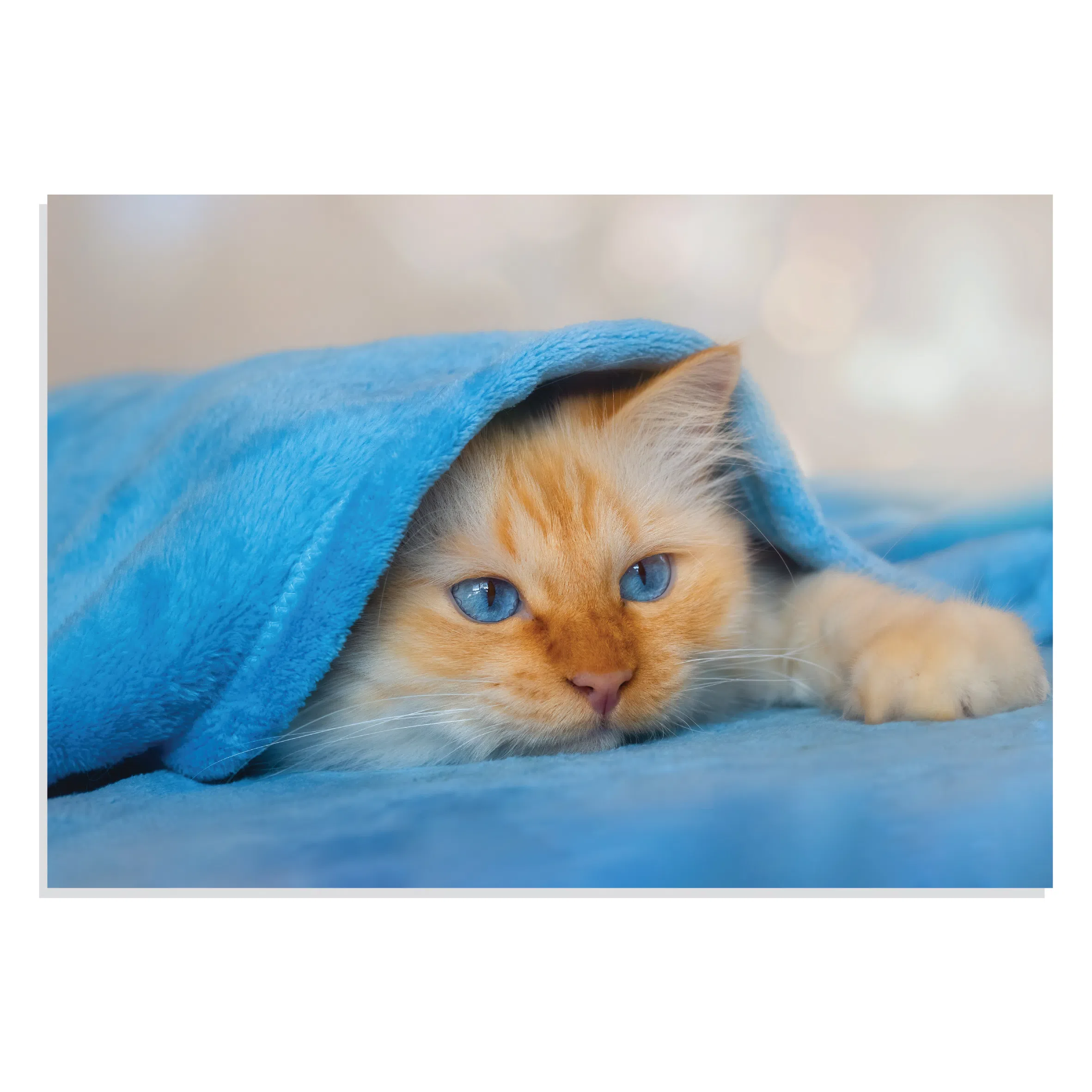 پوستر طرح حیوانات گربه با نمک زیر پتو Cute Cate Under Blanket مدل NV0923