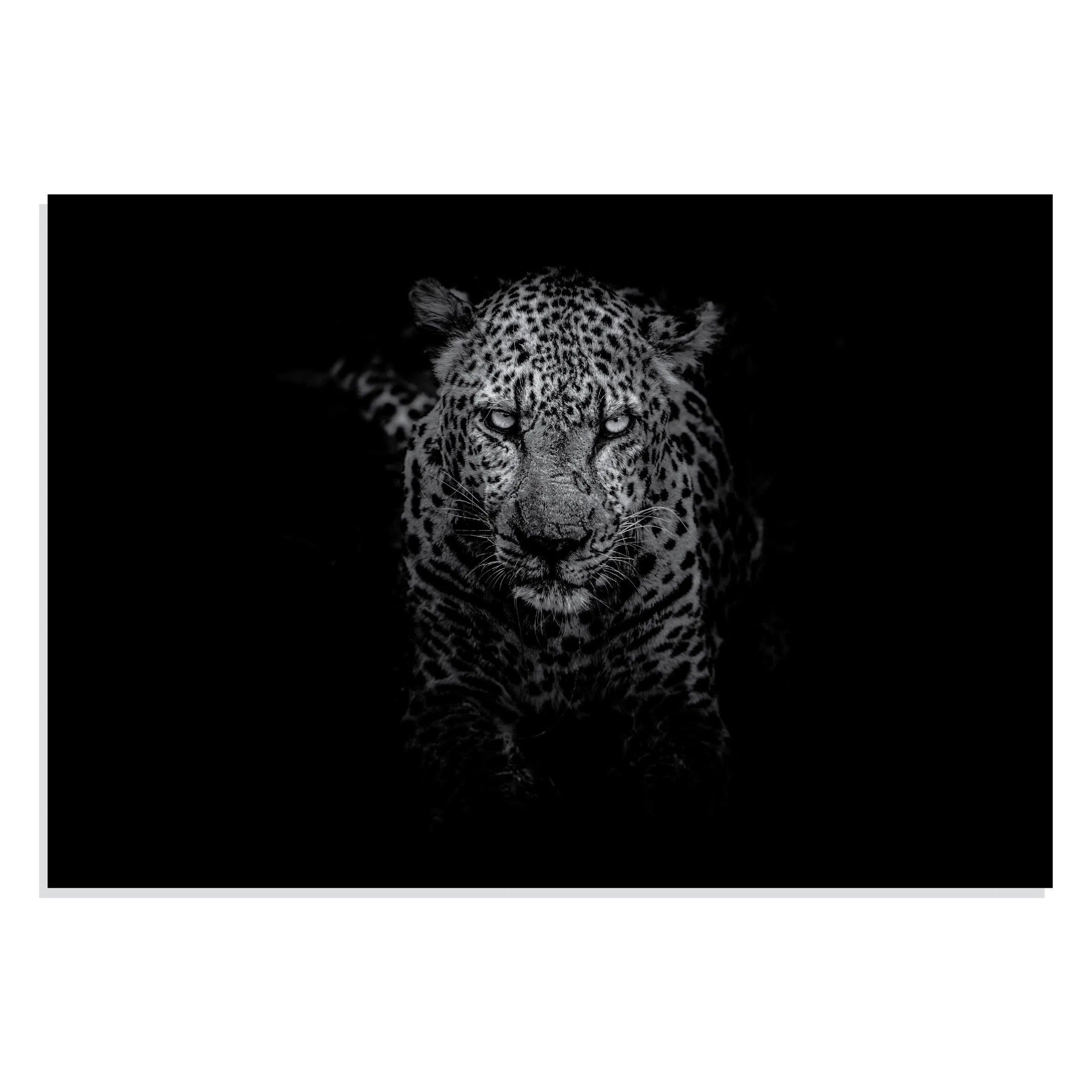پوستر  طرح حیوانات پلنگ Leopard مدل NV0928