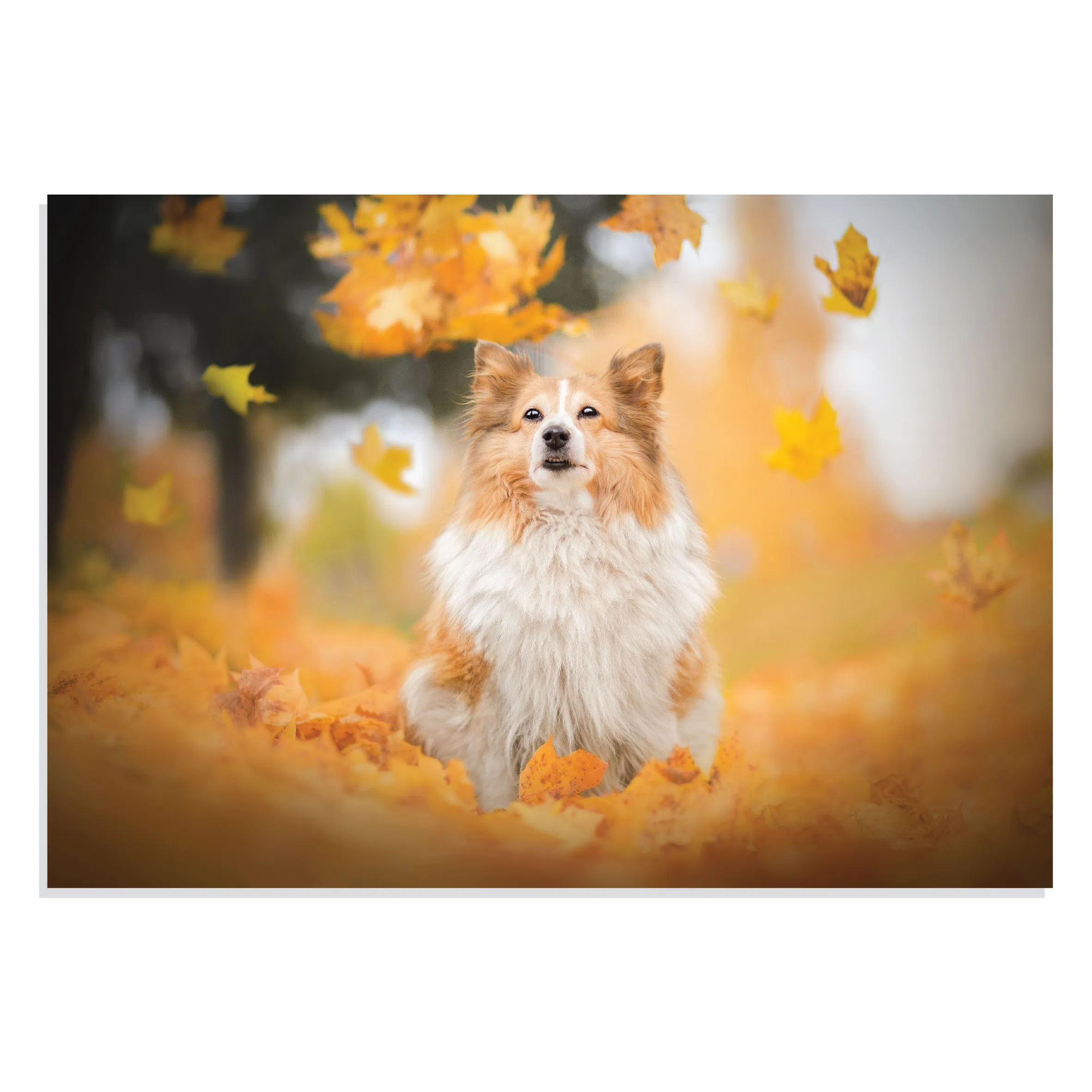 پوستر طرح سگ شتلند Shetland Sheepdog مدل NV0912