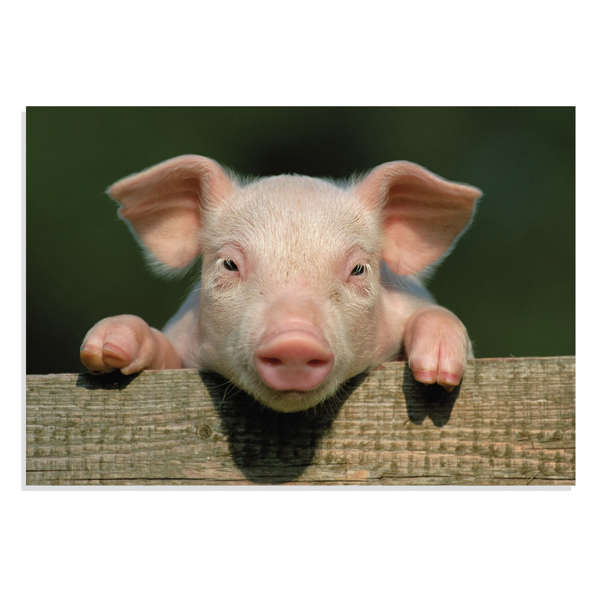 پوستر طرح حیوانات بچه خوک Little Pig مدل NV0929