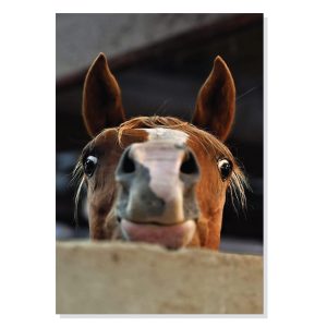 پوستر طرح چهره بانمک اسب Horse Cute Face مدل M0692