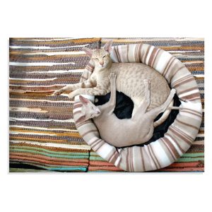 پوستر طرح زوج گربه در خواب Siamese Cat Couple Lie مدل NV0905