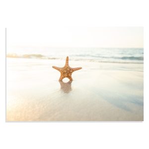 پوستر طرح ستاره دریایی Starfish مدل NV0914