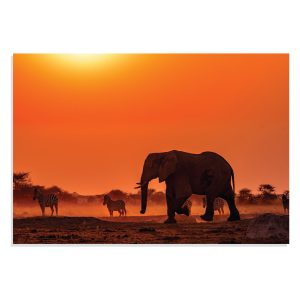 پوستر طرح حیوانات - فیل و گوره خر در حیات وحش Elefant & Zebra Wildlife مدل NV0909