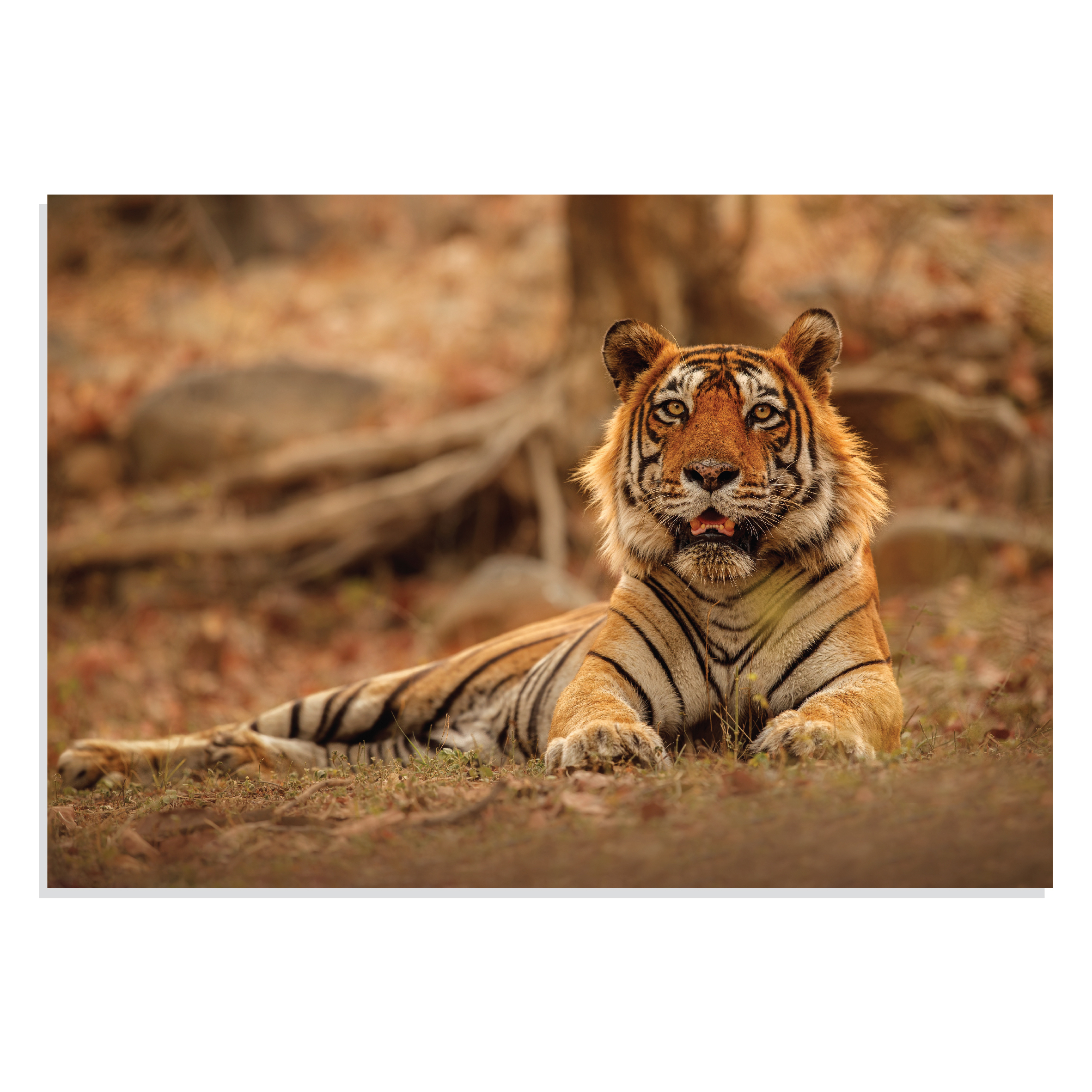 پوستر  طرح حیوانات مدل NV0915