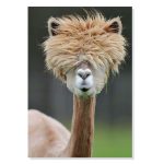 پوستر طرح لاما مدل M0358