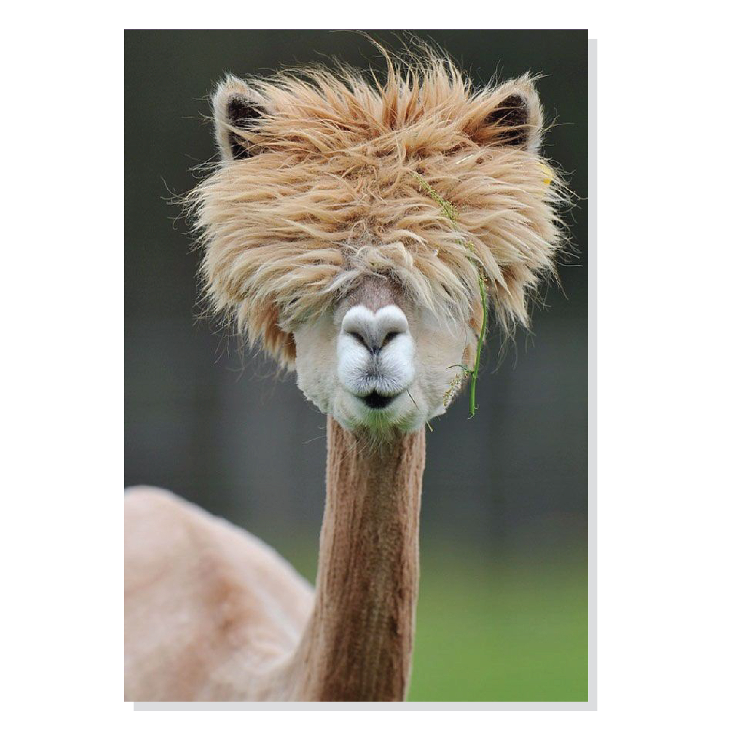 پوستر طرح لاما مدل M0358