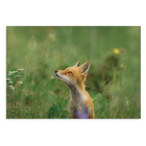 پوستر  طرح حیوانات - بچه روباه در طبیعت Fox in Wild Field مدل NV0911