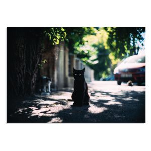 پوستر طرح گربه سیاه در خیابان Black Cat in Street مدل NV0907
